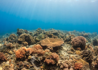 Naklejka na ściany i meble Sunrays illuminate a shallow tropical coral reef