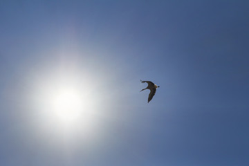 Stork flying towards the sun. Big bird in the blue sky. The rays of the sun in the sky. Blue natural background.