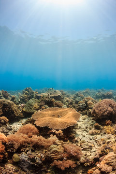 Sunbeams on a tropical coral reef