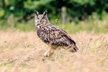 Eagle owl on the ground