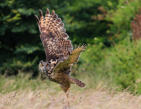 European Eagle Owl flying over a grass meadow