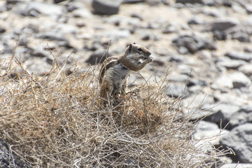 Barbary ground squirrel