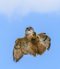 Eagle Owl hunting in flight