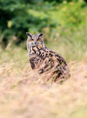 Eagle Owl in long grass