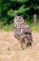 European Eagle Owl in long grass