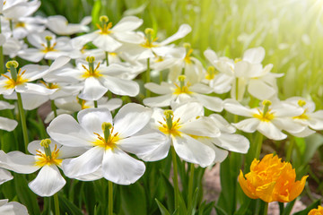 White tulips and sunshine.