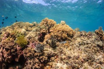 Naklejka na ściany i meble Colorful tropical coral reef
