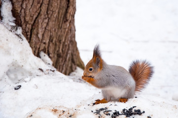 Naklejka na ściany i meble the squirrel eats sunflower seeds in the winter in the park