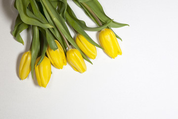 Yellow tulips on a white background