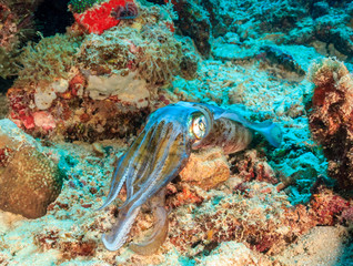 Well camouflaged Squid on a coral reef