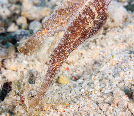 Small Robust Ghostpipefish on a coral reef