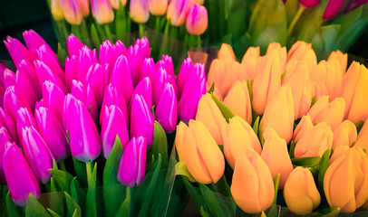 Fototapeta premium Flowers. Colored bouquets of tulips. Tulips for Women's Day and Mother's Day. Also for brides bouquets for weddings. Happy new year, or Valentine's day. 8 march