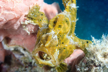Angry little frogfish