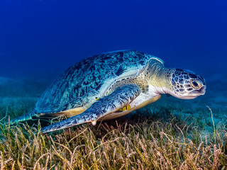 Green Turtle with Remora feeding on seagrass