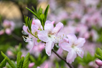 Rhododendron schlippenbachii (royal azalea)