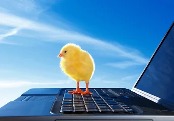 Photo sur Aluminium Poulet Newborn little chicken and laptop