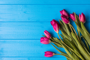 Pink colorful tulips over a blue background