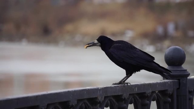 Black raven and gull on iron railing on river in cloudy day and big cityscape background. Bird eating bread.