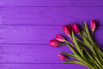 Pink colorful tulips over a purple background