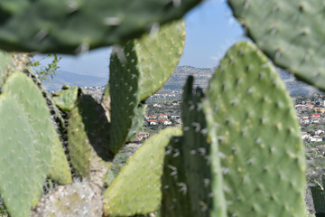 Cactus in NP Zippori, Galilee, Israel