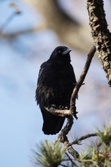 Carrion Crow, Crow, Corvus Corone