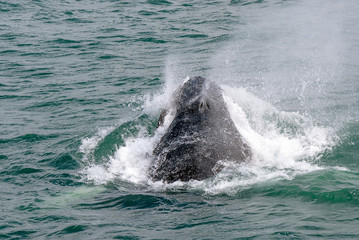 Icelandic humpback whale breathing
