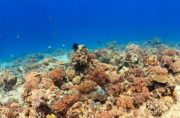 Fototapeta premium Tropical fish around a colorful, healthy coral reef