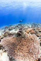 SCUBA diver swimming over a shallow water tropical coral reef
