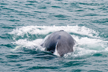 Icelandic humpback whale 