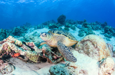 Obraz premium Green Turtle on a coral reef