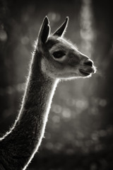 Backlight is showing up the impressive dense fur of an Vicungna. They nead this, because they are living an an cold environment: It lives in heights fom 3500 to 5500 meters in Andes of South America.