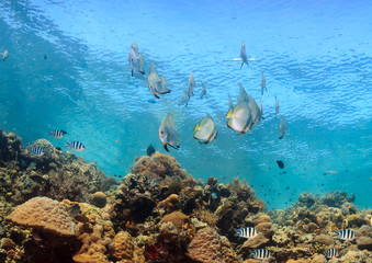 Shoal of spadefish on a shallow, tropical coral reef