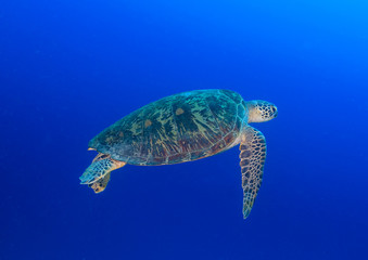 Obraz na płótnie Canvas Green Turtle swimming in blue water