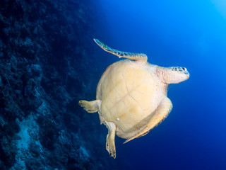 Underside of a Green Turtle swimming in blue water