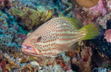 Grouper on a coral reef in the tropics
