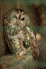 buho