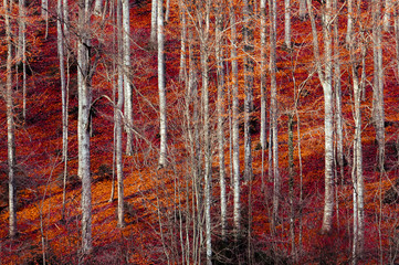 Leaves in Fall
