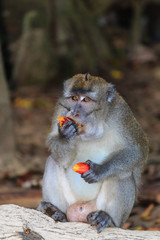 Injured Macaque eating fruit off the forest floor