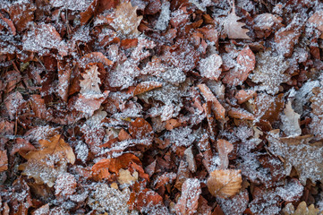 Leaves cover with Snow
