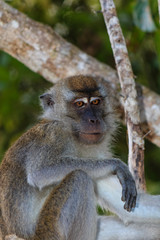 Long tail Macaque in a tree