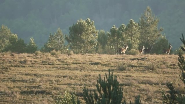 Male deer leading the herd at dusk