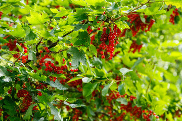Obraz premium Red currant berries