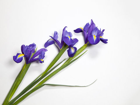 the Violet Irises xiphium (Bulbous iris, Iris sibirica) on white background with space for text. Top view, flat lay