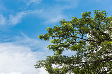 Green leaves against the blue sky