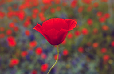 Obraz premium dziki kwiat maku o zachodzie słońca. Pamięć.