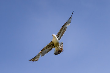 Seagull