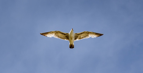 Seagull