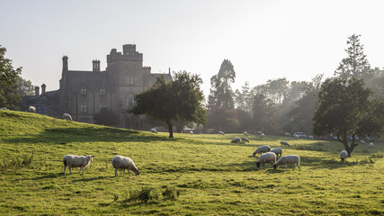 Schafe in England