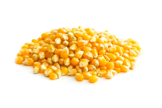 The corn seeds.