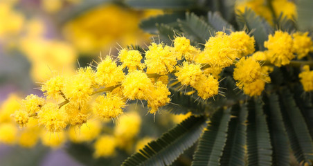 mimosa flowers on the plant in March